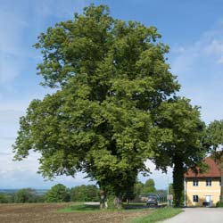 Tilleul à petites feuilles / Tilia cordata